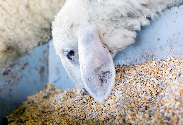 مکمل رشد بز تقویت رشد و استحکام استخوان‌ ها